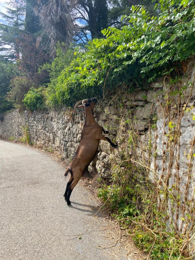 La Frigoule, Un Gite Au Coeur Du Parc Des Cevennes Generargues Eksteriør bilde